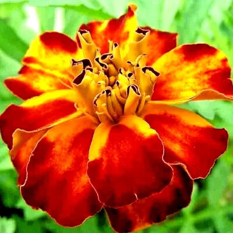 French Marigold Seeds - Spring Mix, Insect Repellent Flower, Tagetes patula, Attracts Bees, 30 Seeds, Easy to Grow, USA