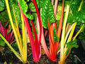 Rainbow Swiss Chard Seeds - Bright Lights Variety, Non-GMO, Colorful Leaves, Easy to Grow, Vegetable Seeds for Garden or Containers