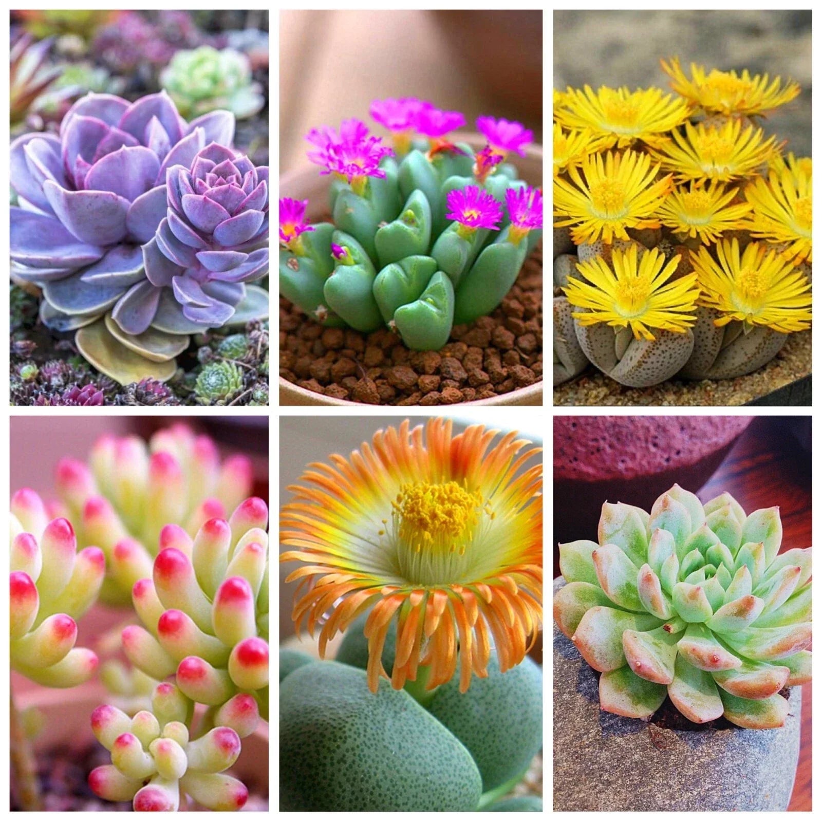 Lithops Bonsai Succulent Pack - 100 Mixed Living Stones Cactus Seeds - Indoor Garden, Drought-Tolerant, Low Maintenance, Lithops spp.