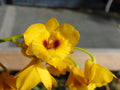 Dendrobium chrysotoxum v. suavissmum Bare Root Orchid Plant with Large Blooms, Fragrant, Indoor/Outdoor
