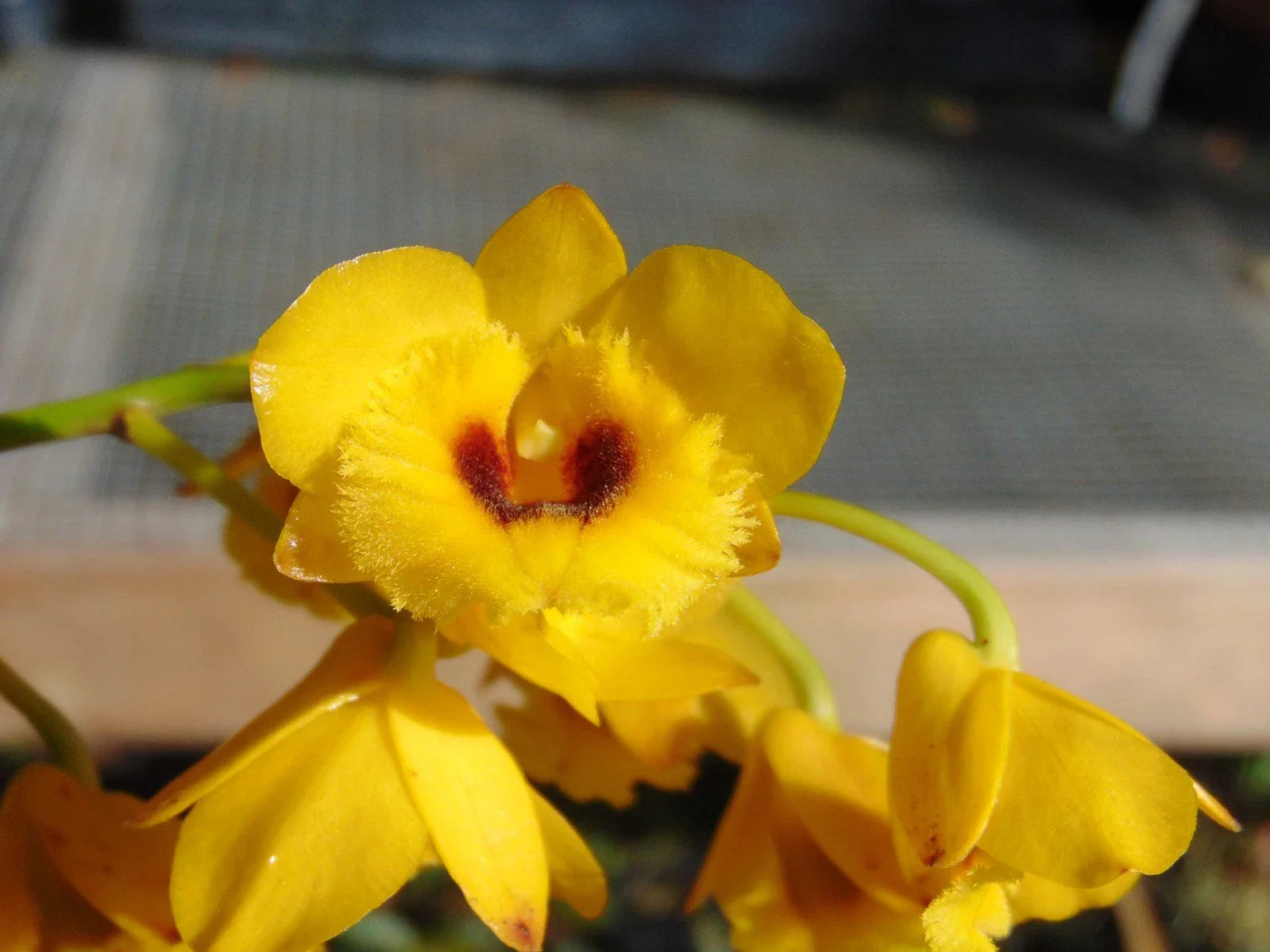 Dendrobium chrysotoxum v. suavissmum Bare Root Orchid Plant with Large Blooms, Fragrant, Indoor/Outdoor