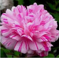 Moss Rose Seeds - 100 Double Light Pink White Portulaca grandiflora Perennial Flower Seeds for Garden, Border, Container
