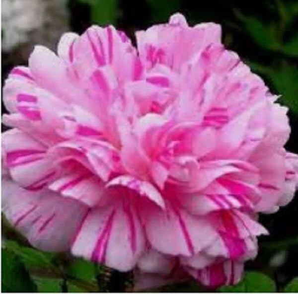 Moss Rose Seeds - 100 Double Light Pink White Portulaca grandiflora Perennial Flower Seeds for Garden, Border, Container