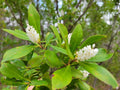 Buckwheat Titi Seeds 25 Pack | Rare Florida Native Cliftonia Monophylla Tree Seeds
