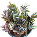Kalanchoe Fedtschenkoi 'Majestic Scallops' Live Plant - Bare Roots Succulent for Indoor & Outdoor Decor