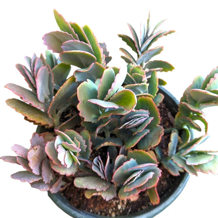 Kalanchoe Fedtschenkoi 'Majestic Scallops' Live Plant - Bare Roots Succulent for Indoor & Outdoor Decor