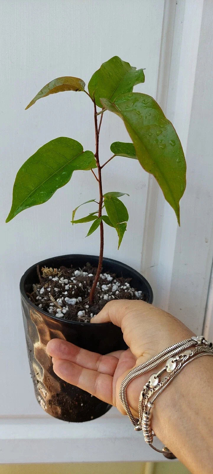 Gumbo Limbo Seedlings - 8" Bursera Simaruba Live Trees for Garden, Landscape & Container Planting