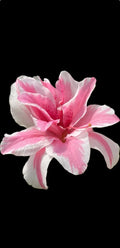 Azalea Starter Plant - Sugar and Spice Rhododendron - Bi-colored Pink and White Blooms - Garden, Border, Container