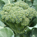 Calabrese Broccoli Seeds - 1000+ Premium Green Sprouting Brassica oleracea - Vegetable Garden Planting Seeds