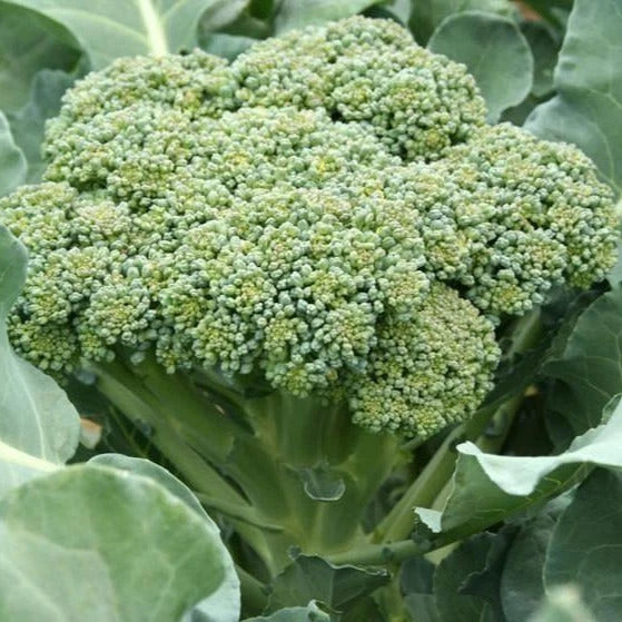 Calabrese Broccoli Seeds - 1000+ Premium Green Sprouting Brassica oleracea - Vegetable Garden Planting Seeds