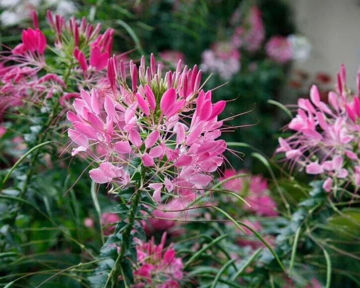 Rouge Spider Seeds - 100 Pack Clome Spinosa Perennial Bee Attracting Flower for Garden Borders & Containers