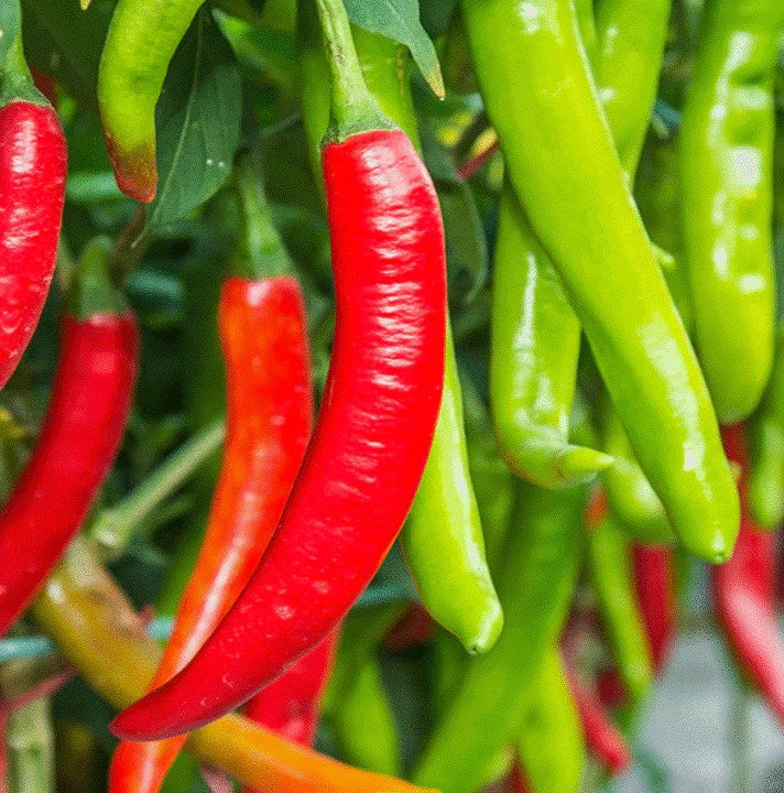 Large Red Thick Cayenne Pepper Seeds – 5,000 Scoville, Capsicum annuum, Spicy Hot Peppers for Garden & Cooking