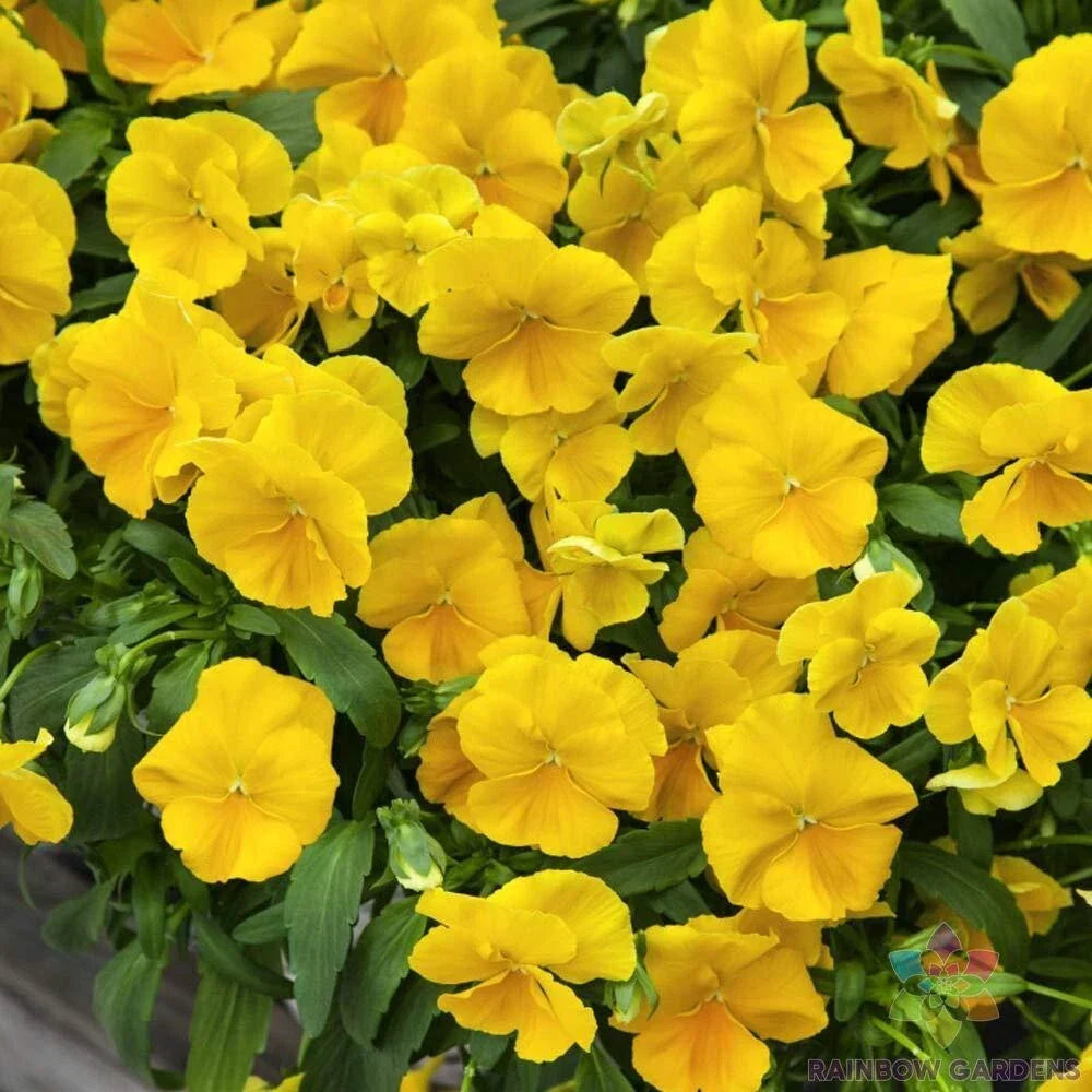 Golden Yellow Pansy Seeds - Viola tricolor var. hortensis - 200+ Seeds for Garden, Borders, Containers, Easy to Grow