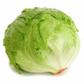 Iceberg Lettuce Seeds | Heirloom Non-GMO Organic Vegetable Seeds Lactuca sativa | Compact, Upright Heads