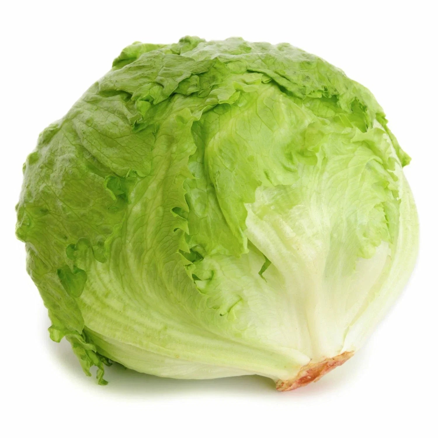 Iceberg Lettuce Seeds | Heirloom Non-GMO Organic Vegetable Seeds Lactuca sativa | Compact, Upright Heads