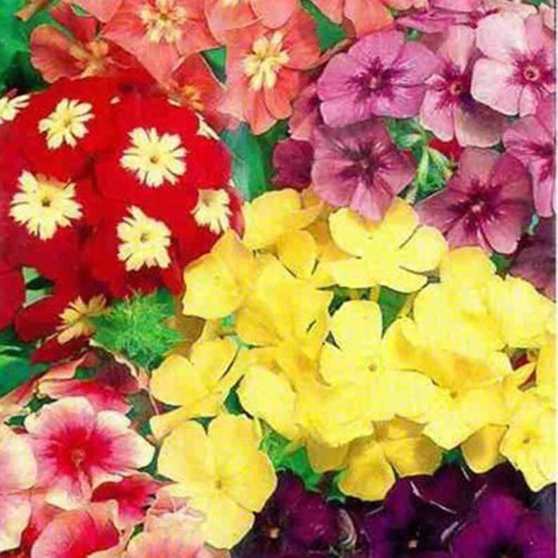 Dwarf Mix Phlox Seeds – Perennial Flower Seeds for Butterfly Gardens – Phlox subulata – 50 Packets