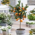 Valencia Orange Tree Live Citrus Plant in 10-Inch Pot - Citrus sinensis Indoor/Outdoor Fruit Tree