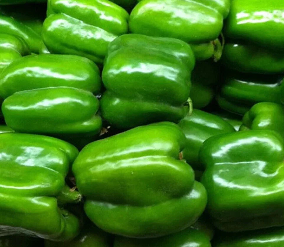 Green Bell Pepper Seeds – Keystone Resistant Giant, Non-GMO, Heirloom Capsicum annuum, Sweet, High-Yield, Garden & Container Planting