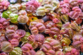 Red Root Floater Aquatic Plant - Large Portion, Phyllanthus Fluitans, Floating Water Plant, Easy Care, Red Roots, Aquarium & Pond
