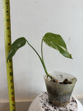 Rooted Variegated Monstera Albo Borsigiana Plant – Tropical Houseplant with White Variegation – Monstera deliciosa var. borsigiana