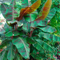 Variegated Blood Banana Plant Starter - Musa acuminata 'Sumatrana Rojo' - Tropical Indoor & Outdoor Houseplant