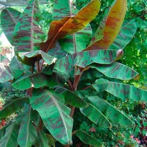Variegated Blood Banana Plant Starter - Musa acuminata 'Sumatrana Rojo' - Tropical Indoor & Outdoor Houseplant