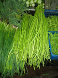 Yard Long Beans Seeds - Green Pole Type, 15 Seeds, Vigna unguiculata subsp. sesquipedalis, Heirloom, USA Made