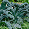 Lacinato Kale Seeds 1,000 Non-GMO Heirloom Brassica oleracea var. sabellica for Home Gardens