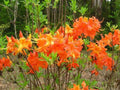 Aromi Azalea Starter Plant - Frontier Gold Rhododendron - Deciduous Shrub for Garden, Border, or Container