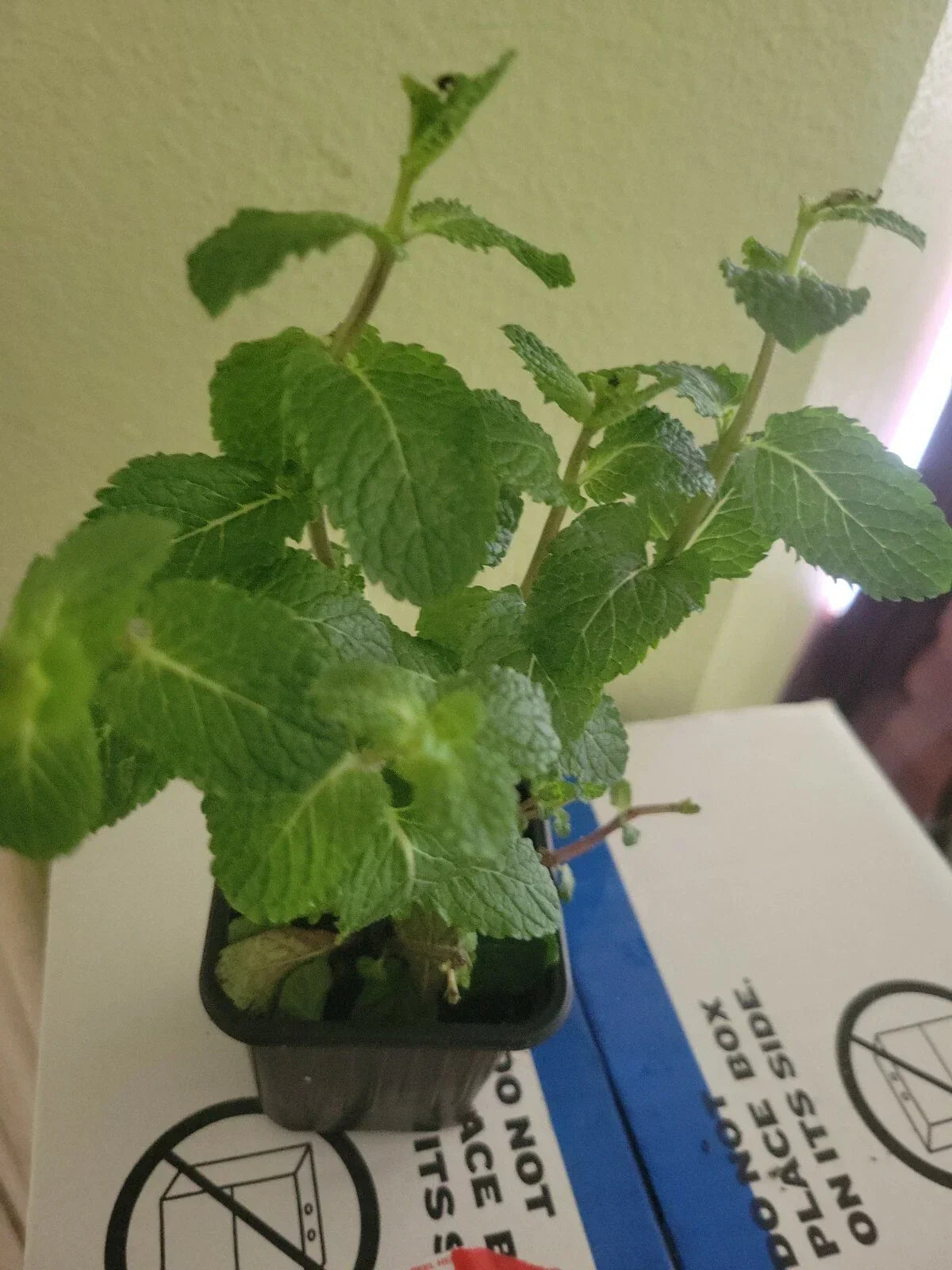 Organic Live Mint Plant - Mentha spicata, Frost Tolerant, Fragrant Evergreen Herb for Culinary & Garden