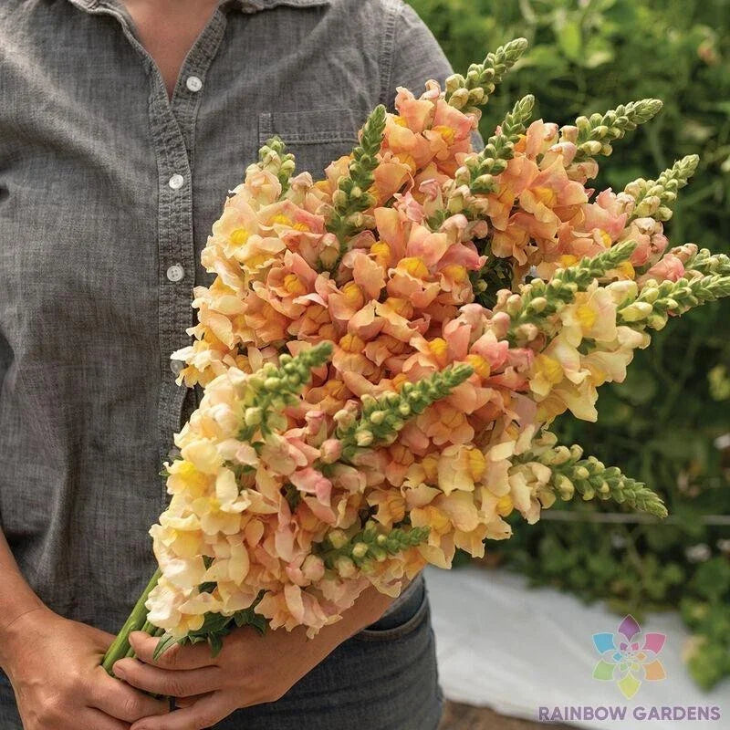 Costa Apricot Snapdragon Seeds - 1000+ Antirrhinum majus Flower Seeds for Garden, Full Sun, Borders & Containers