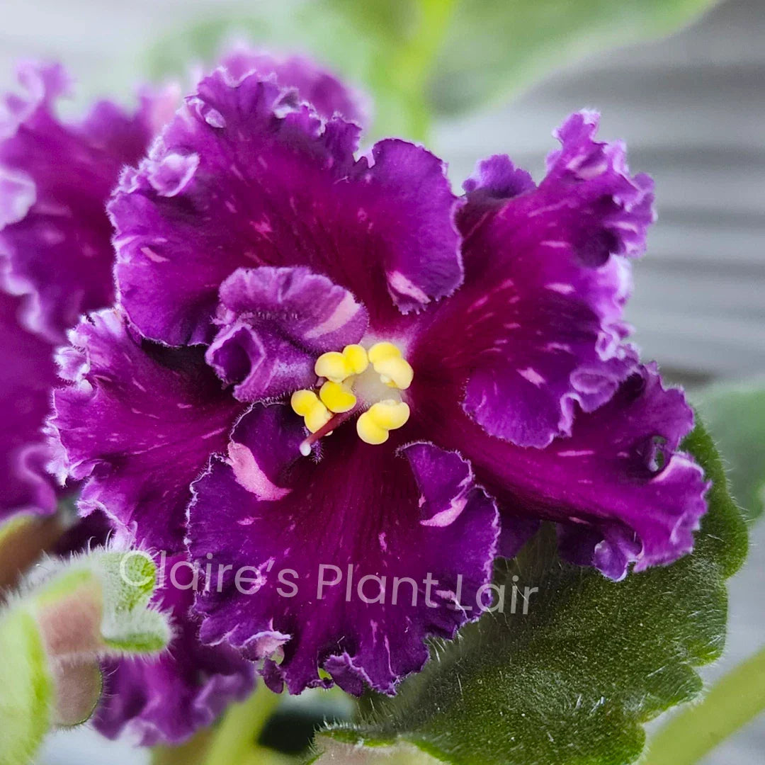African Violet Leaf - AV-Red Diamond Propagation Leaf Saintpaulia for Indoor Gardening