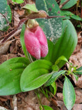 Pink Lady's Slipper Bare Root Plant - Cypripedium acaule - Native Orchid for Shade Gardens