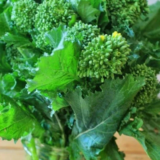 Broccoli Raab Seeds - Microgreens for Sprouting, Early Fall Varietal, Brassica rapa subsp. ruvo, 300-4000 Seeds