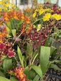 Orchid Plant in 2-3" Pot - Blooming Variety for Home Decor and Gifting