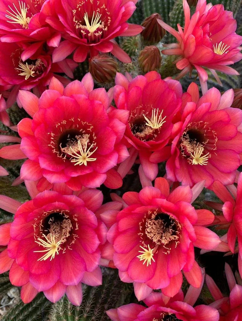 Tricocereus Grandiflorus Plant - 3.5-Inch Pot - Pink Flowers - Cactus Garden Decor - Echinopsis grandiflora