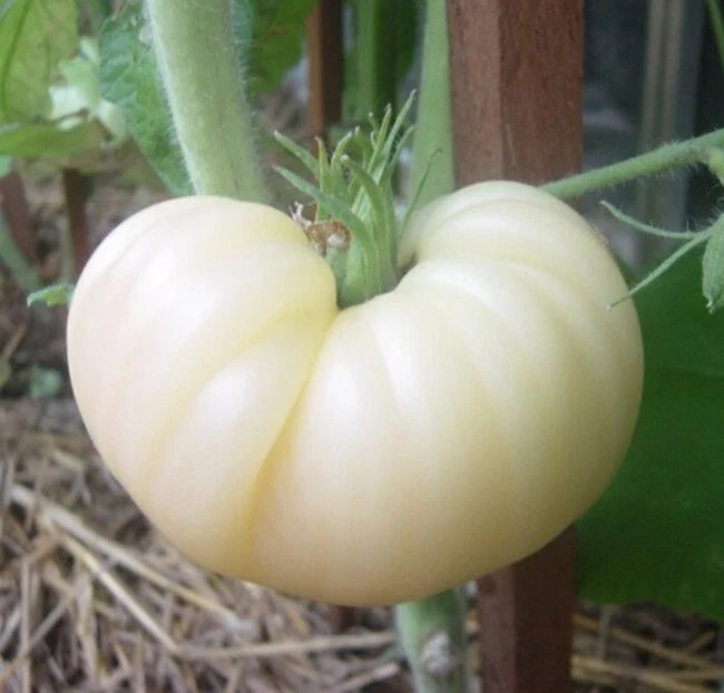Great White Tomato Seeds - Organic Non-GMO Heirloom Beefsteak Variety for Home Garden, Juicy White Tomatoes, Solanum lycopersicum