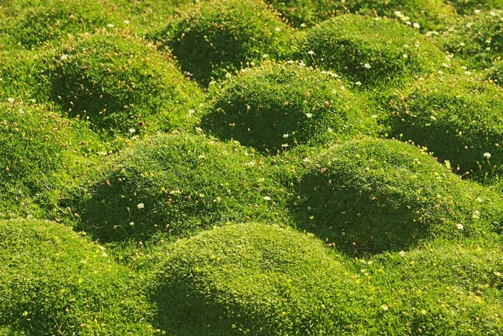 Irish Moss Seeds - Ground Cover Plant with White Flowers - Sagina subulata - 250+ Seeds