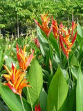 Heliconia Rhizomes - 2 Yellow Orange Tropical Blooms - Heliconia rostrata - Exotic Garden Plant