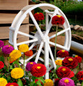 Zinnia Seeds - 200+ Pumila Pompon Mix - Vibrant Colors for Cutting Gardens - Zinnia elegans