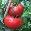 Delicious Tomato Seeds 100 Ct Non-GMO Solanum lycopersicum for Home Gardeners, Salad & Canning