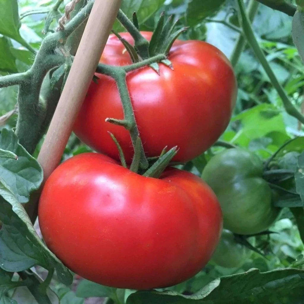 Delicious Tomato Seeds 100 Ct Non-GMO Solanum lycopersicum for Home Gardeners, Salad & Canning