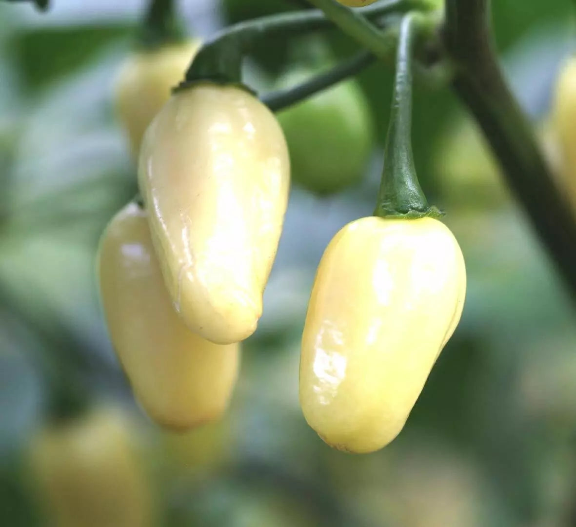 Mini White Habanero Pepper Seeds - Non-GMO, Capsicum chinense, Peruvian Variety, Compact Growth, Mild to Medium Heat, Free Shipping