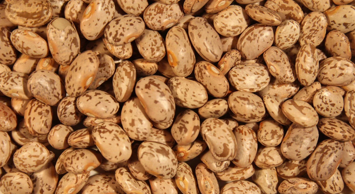 Pinto Soup Bean Seeds - Non-GMO Heirloom Phaseolus vulgaris Bulk Garden Seeds for Home Gardening and Cooking