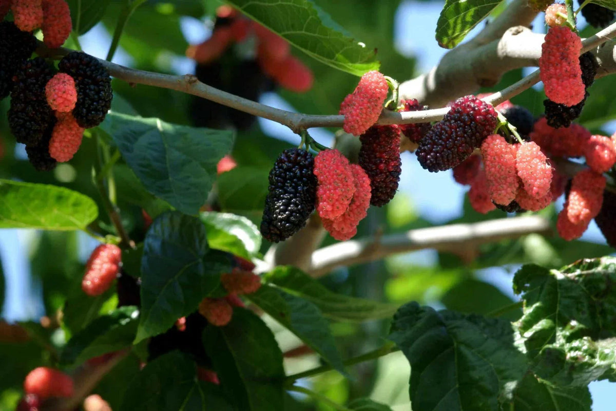 Dwarf Everbearing Mulberry Plants - 2 Live Morus nigra - Fruiting Bushy Compact Plants