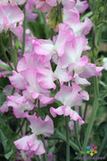 Gwendoline Sweet Pea Seeds – Climbing Flowering Vine, Pink & Cream, Lathyrus odoratus, 50 Seeds for Garden Planting