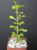 Rare Cacti Plant - 2" Pereskia portulacifolia Bonsai Caudex Aloe Succulent Exotic Plant