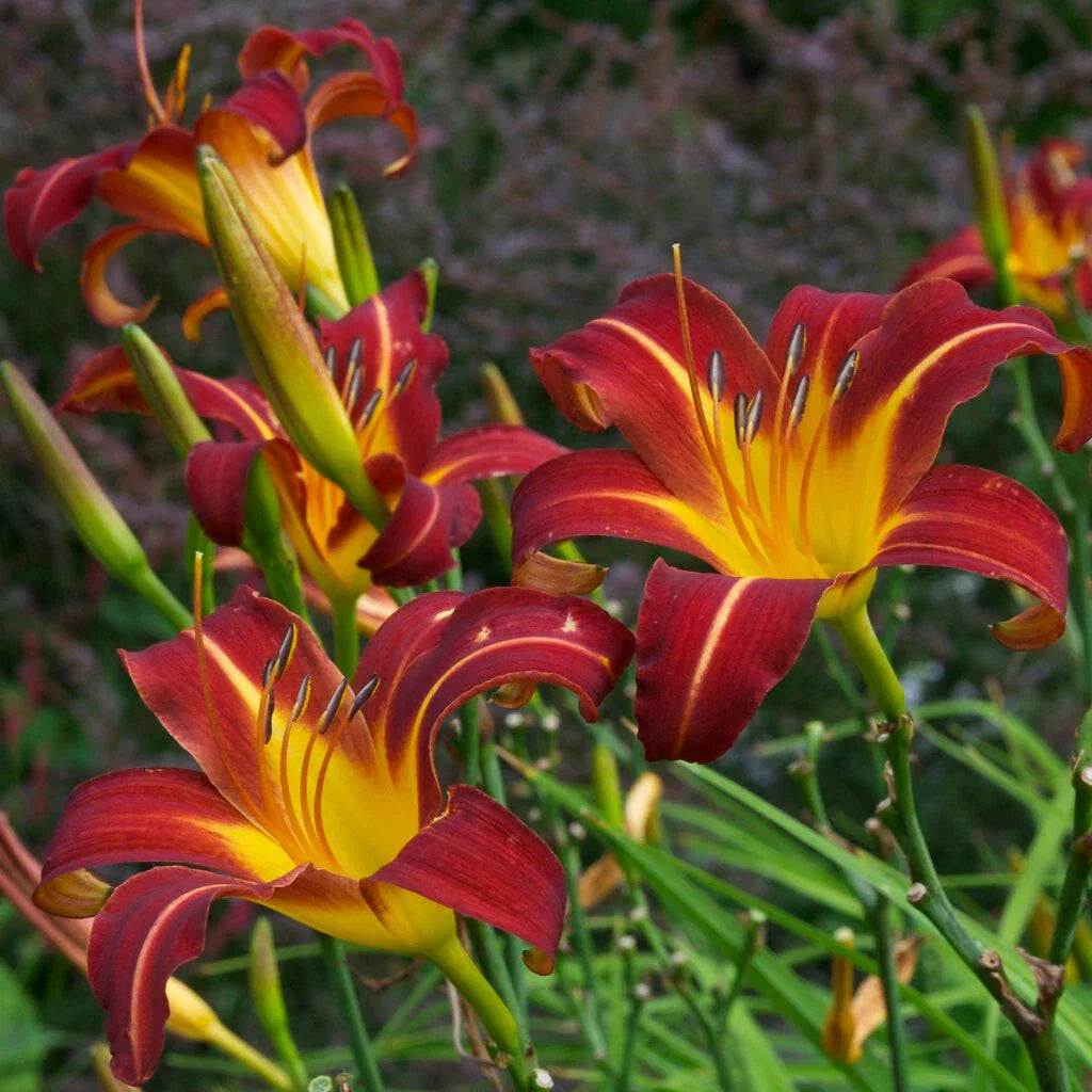 Daylily Bare Root Plants - Autumn Red - Hemerocallis | 25 Plants