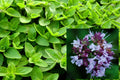 Sweet Marjoram Seeds - Organic Non-GMO 200+ Seeds for Culinary & Garden Use (Origanum majorana)