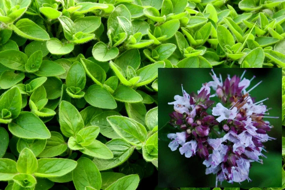 Sweet Marjoram Seeds - Organic Non-GMO 200+ Seeds for Culinary & Garden Use (Origanum majorana)
